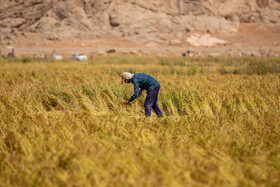 برداشت برنج در خرم‌آباد