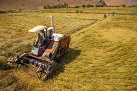 برداشت برنج در خرم‌آباد