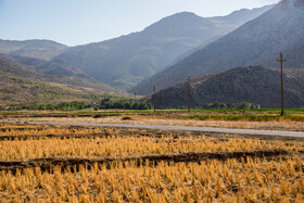 برداشت برنج در خرم‌آباد