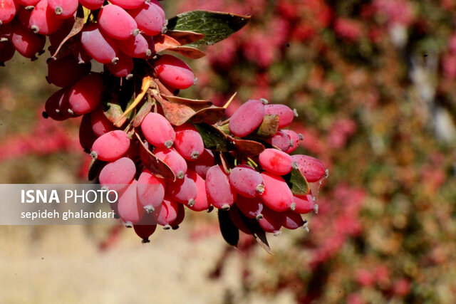 جشنواره ملی زرشک خراسان جنوبی