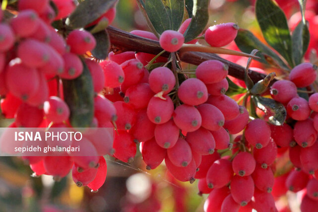 جشنواره ملی زرشک خراسان جنوبی
