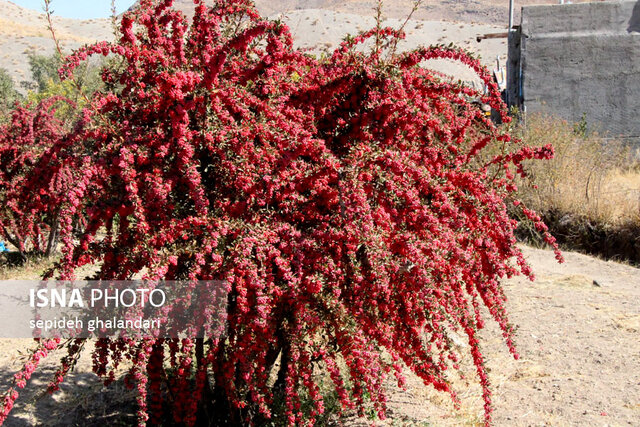 جشنواره ملی زرشک خراسان جنوبی