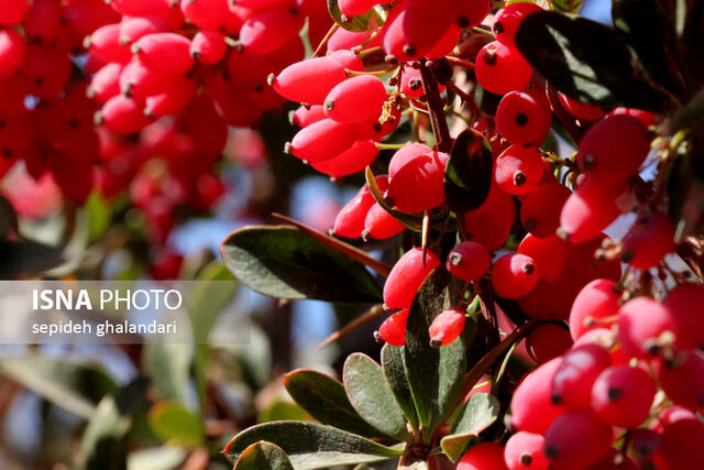جشنواره ملی زرشک خراسان جنوبی