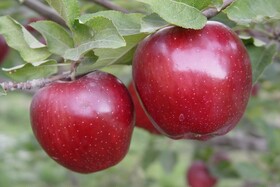 پیش‌بینی برداشت ۴۰ هزار تن سیب گلاب از باغات بروجرد