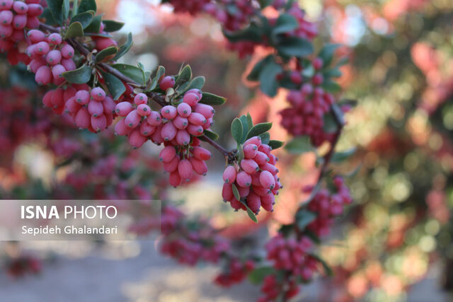 زرشک خراسان جنوبی