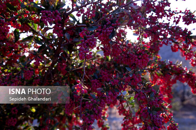 زرشک خراسان جنوبی