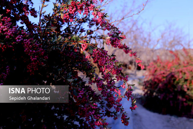 زرشک خراسان جنوبی