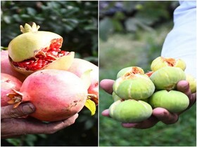 چالش های برداشت انار و انجیر در نقطه صفر مرزی ارس