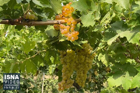 ویدئو / قیمت کشمش، گلایه ادامه‌دار باغداران ملایر