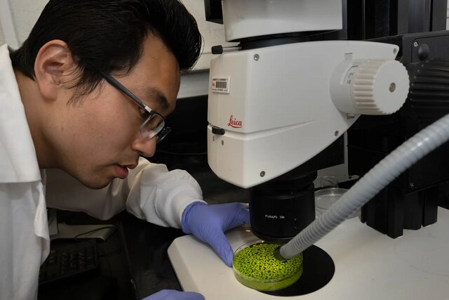 تبدیل کردن یک گیاه مهندسیشده به منبع پایدار سوخت زیستی