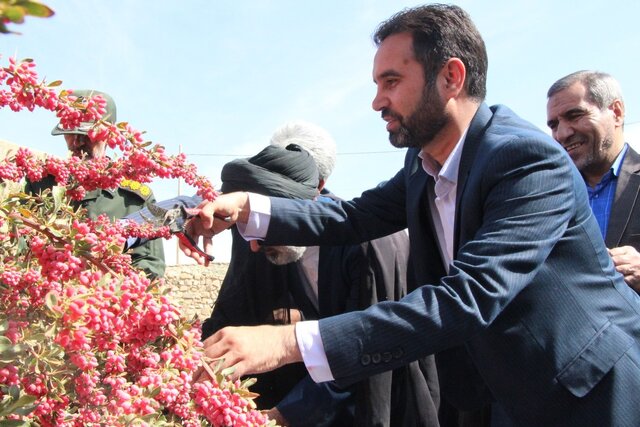 جشنواره ملی زرشک _ درمیان