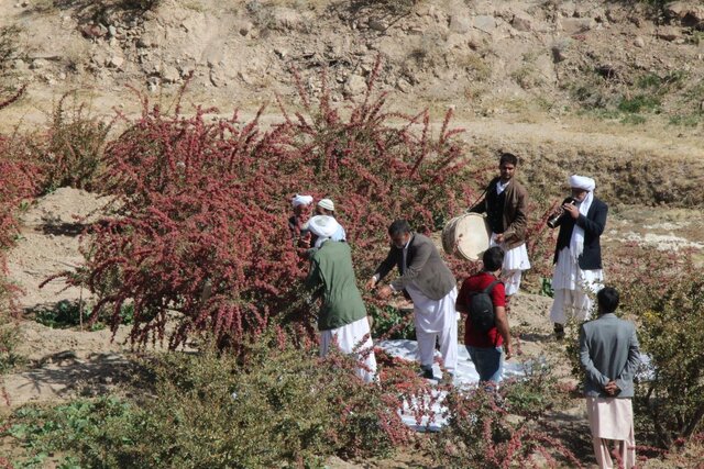 جشنواره ملی زرشک _ درمیان