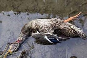 حمل و نقل غیرمجاز طیور، مهمترین دغدغه شیوع آنفلوآنزای پرندگان در خراسان شمالی