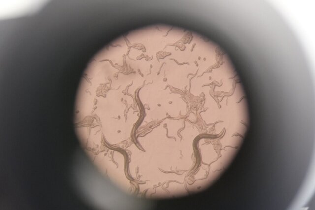 کُند کردن روند پیری با تنظیم یک واکنش در سلولها