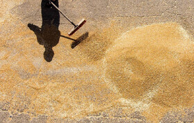 مرکز هماهنگی مشترک: ۴۷ درصد از غلات اوکراین به کشورهای در حال توسعه صادر شدند