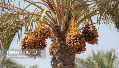 برداشت ۱۴۷ هزار تن خرما در سیستان و بلوچستان