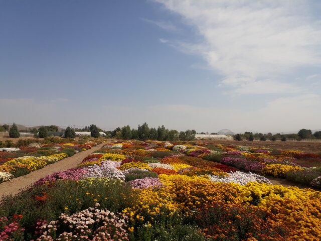 بیست و یکمین نمایشگاه گلهای داوودی در محلات آغاز بکار کرد