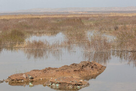 پشت بند پخش سیلاب رودخانه شور در تابستان