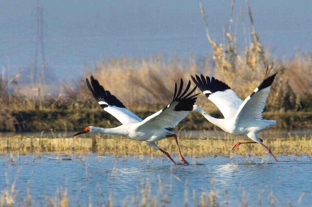 وقتی از «امید» حرف میزنیم، از چه حرف میزنیم؟