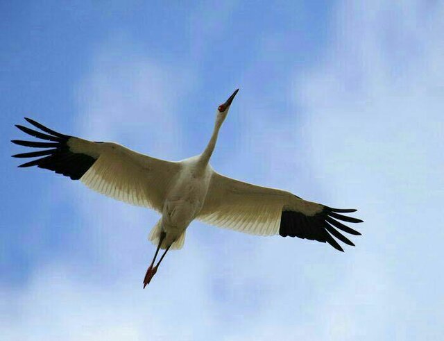 درنای سیبری ابراز تمایل ایران و روسیه برای همکاری در جهت حفاظت از گونههای جانوری