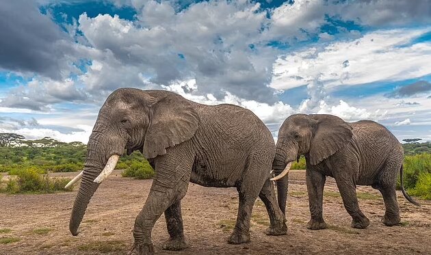 رویای صحبت کردن انسان با حیوان تحقق مییابد!