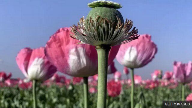 ماجرای کشت «شقایق الیفرا» در ایران چه شد؟/ داروهای مخدر فقط برای معتادان نیست ماجرای کشت «شقایق الیفرا» در ایران چه شد؟/ داروهای مخدر فقط برای معتادان نیست