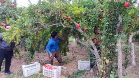 تلاش روستای محمودآباد برای تبدیل شدن به قطب انار کشور