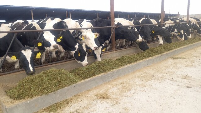 افتتاح یک واحد تولیدی کشاورزی در دامغان