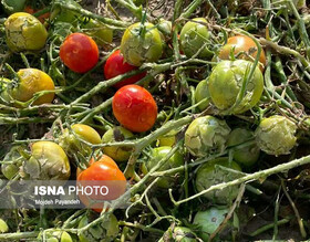 خسارت تگرگ به مزارع گوجه‌فرنگی دشتی و دشتستان 