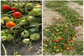 مزارع گوجه‌فرنگی دشتستان تا ۱۰۰ درصد آسیب دیدند