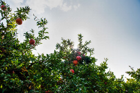 نگین سرخ لرستان