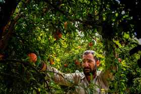 نگین سرخ لرستان