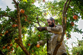 نگین سرخ لرستان