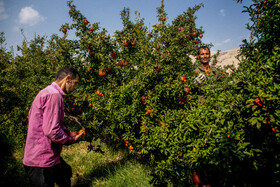 نگین سرخ لرستان