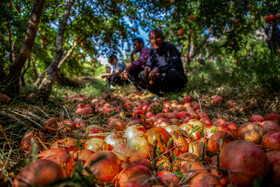 نگین سرخ لرستان