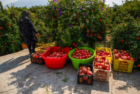 نگین سرخ لرستان
