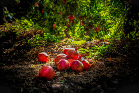 نگین سرخ لرستان