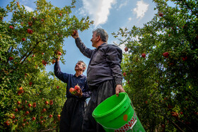 نگین سرخ لرستان