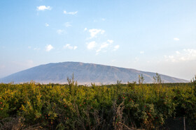 نگین سرخ لرستان