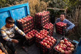 نگین سرخ لرستان