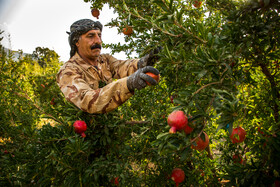 نگین سرخ لرستان