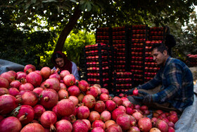 نگین سرخ لرستان