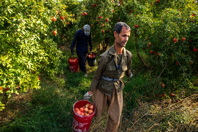 نگین سرخ لرستان