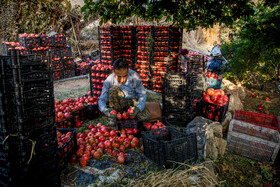 نگین سرخ لرستان