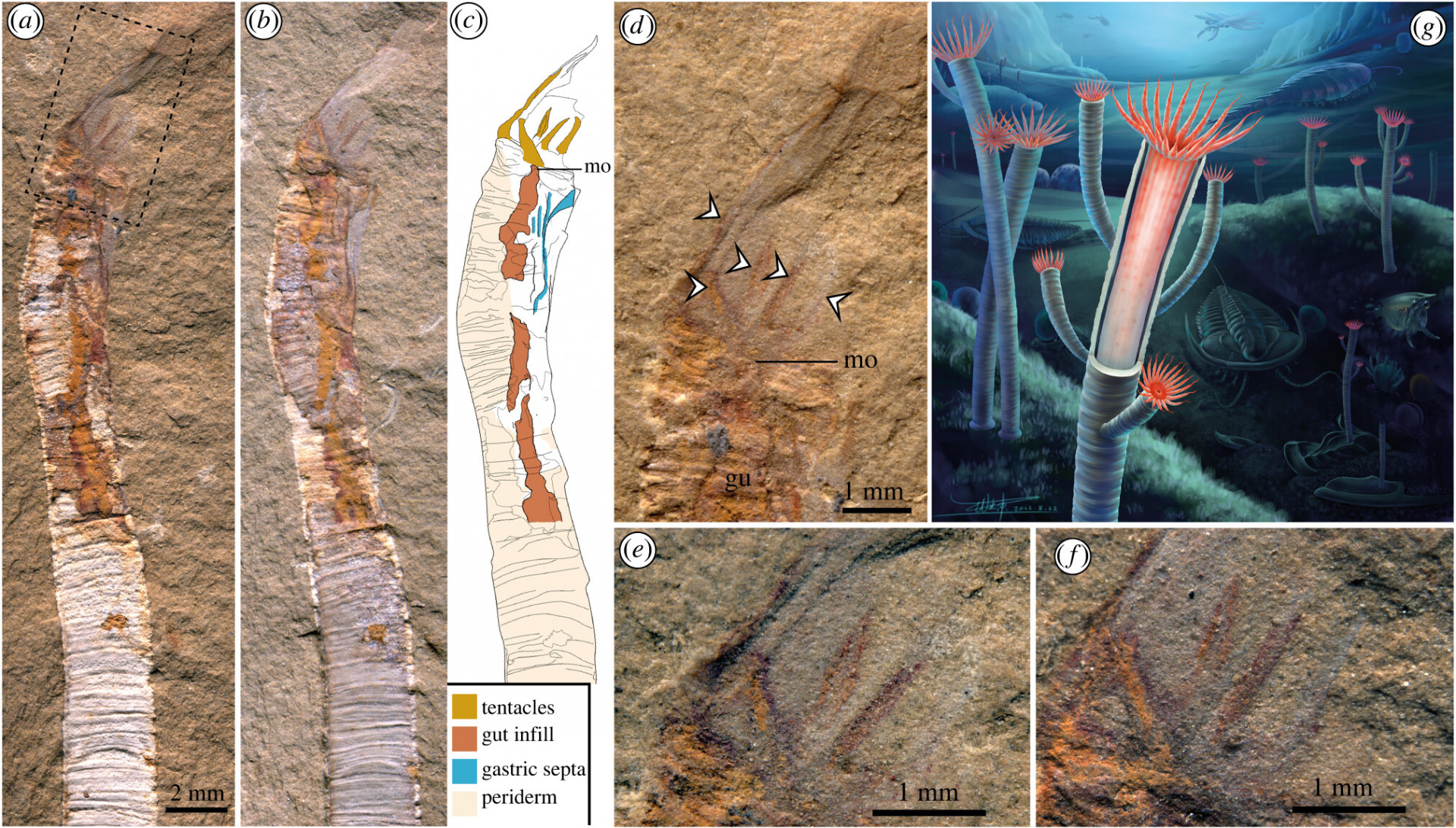 تکمیل یک قطعه دیگر از پازل فرگشت با کشف فسیلهای ۵۵۰ میلیون ساله