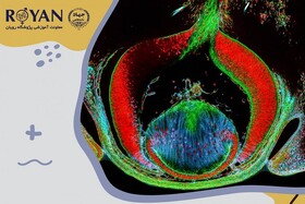 دومین دوره آموزشی جامع کشت سلول‌های چشمی