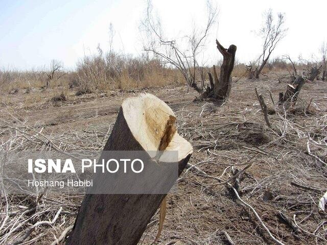 دستگیری عاملان قطع تاغزارهای کویر سمنان