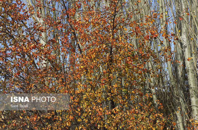 پاییز ساردوئیه جیرفت استان کرمان