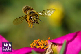 ویدئو / تأثیر منفی مواد شیمیایی بر گرده افشانی زنبورها