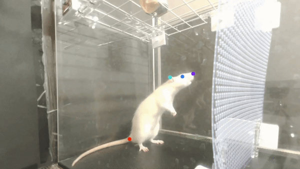 موشها نیز هنگام شنیدن موسیقی سر خود را تکان می‌دهند!